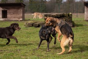 Kommunikation Hund