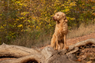 Hund auf Baumstamm