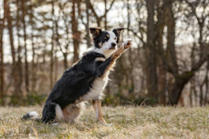 Hund gibt Pfote