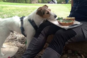 a dog eating a sandwich