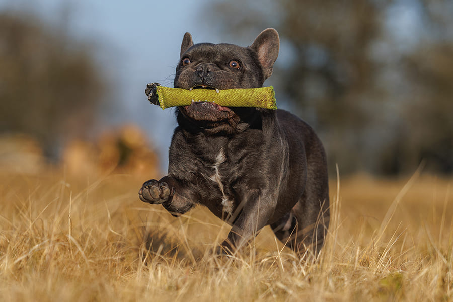 Beschäftigung_Apportieren-900x600px