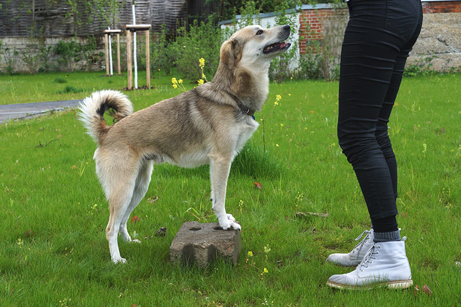 Beschäftigung_Hundefitness-900x600px