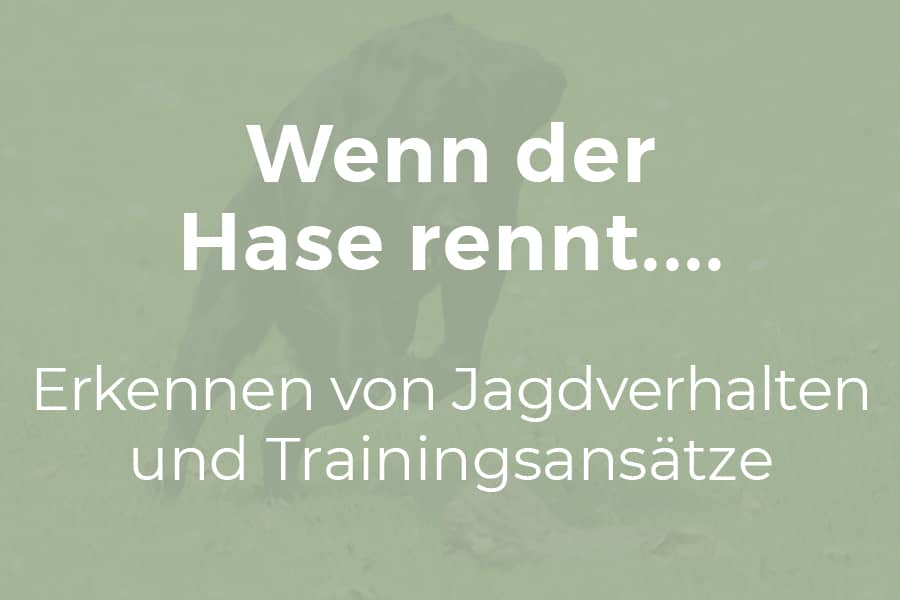Wenn der Hase rennt...
