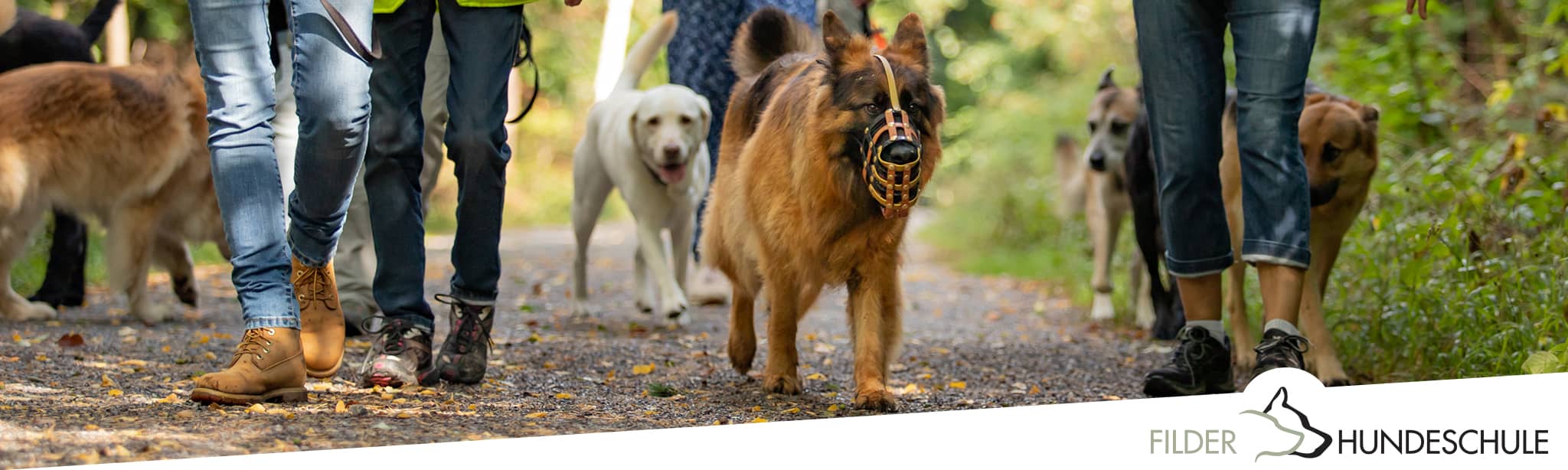 Hundetreffen